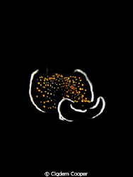 Gold dotted flatworm by Cigdem Cooper 